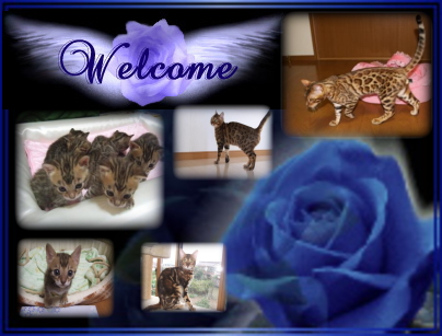 Welcome to Purplemoon